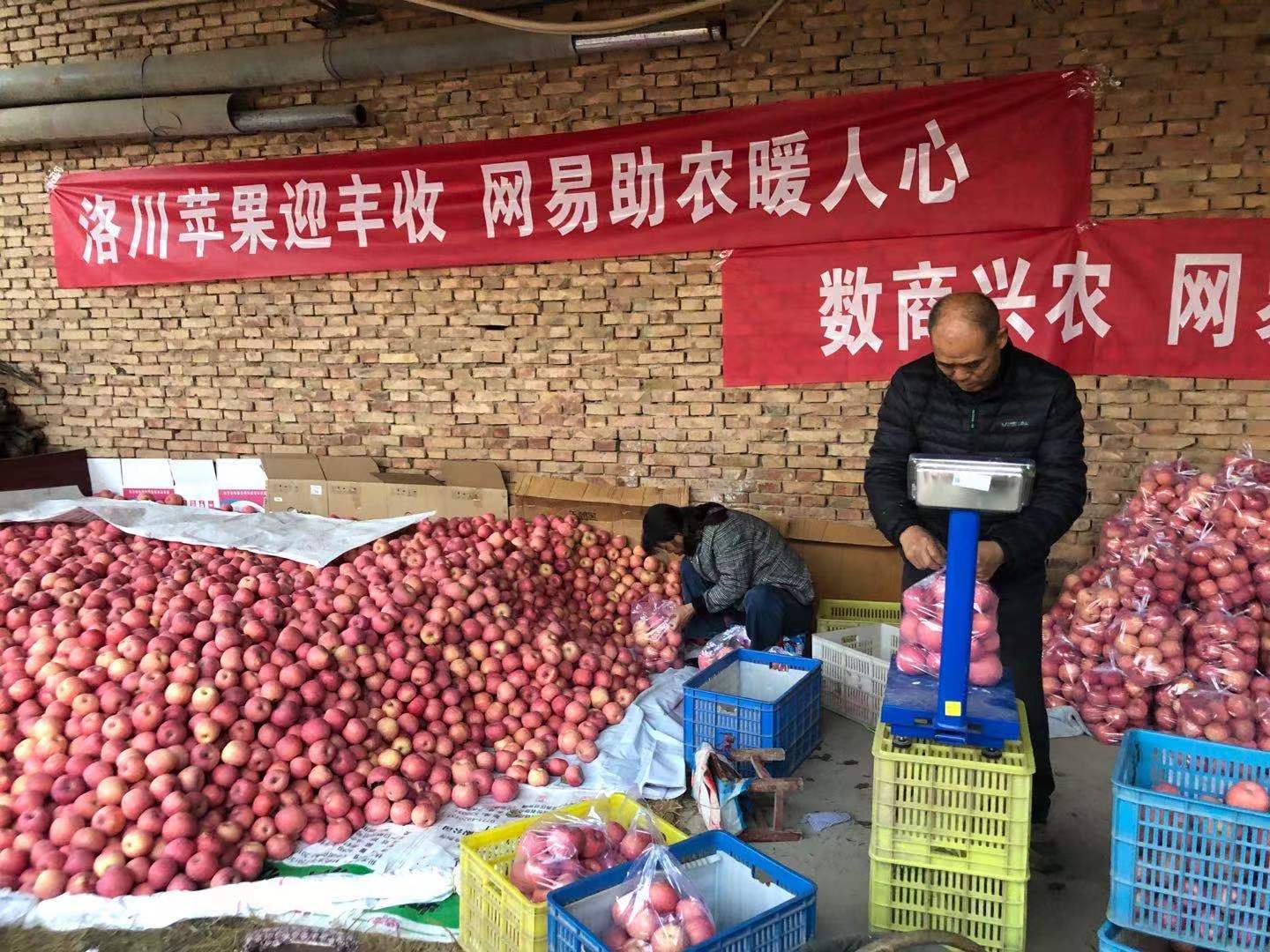 數(shù)商興農(nóng)，網(wǎng)易嚴(yán)選助力陜貨出山